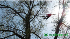 agriteam srl giardinieri milano manutenzione giardini terrazzi arboricoltura irrigazione