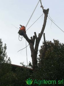 Agriteam srl Manutenzione del Verde Giardini Terrazzi Arboricoltura Irrigazione