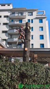 Agriteam srl Manutenzione del Verde Giardini Terrazzi Arboricoltura Irrigazione