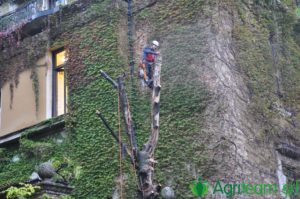 Agriteam srl Manutenzione del Verde Giardini Terrazzi Arboricoltura Irrigazione