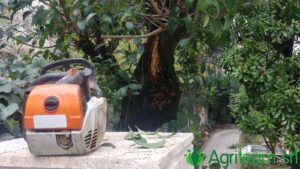 Agriteam srl Manutenzione del Verde Giardini Terrazzi Arboricoltura Irrigazione