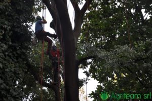 Agriteam srl Manutenzione del Verde Giardini Terrazzi Arboricoltura Irrigazione