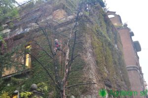 Agriteam srl Manutenzione del Verde Giardini Terrazzi Arboricoltura Irrigazione